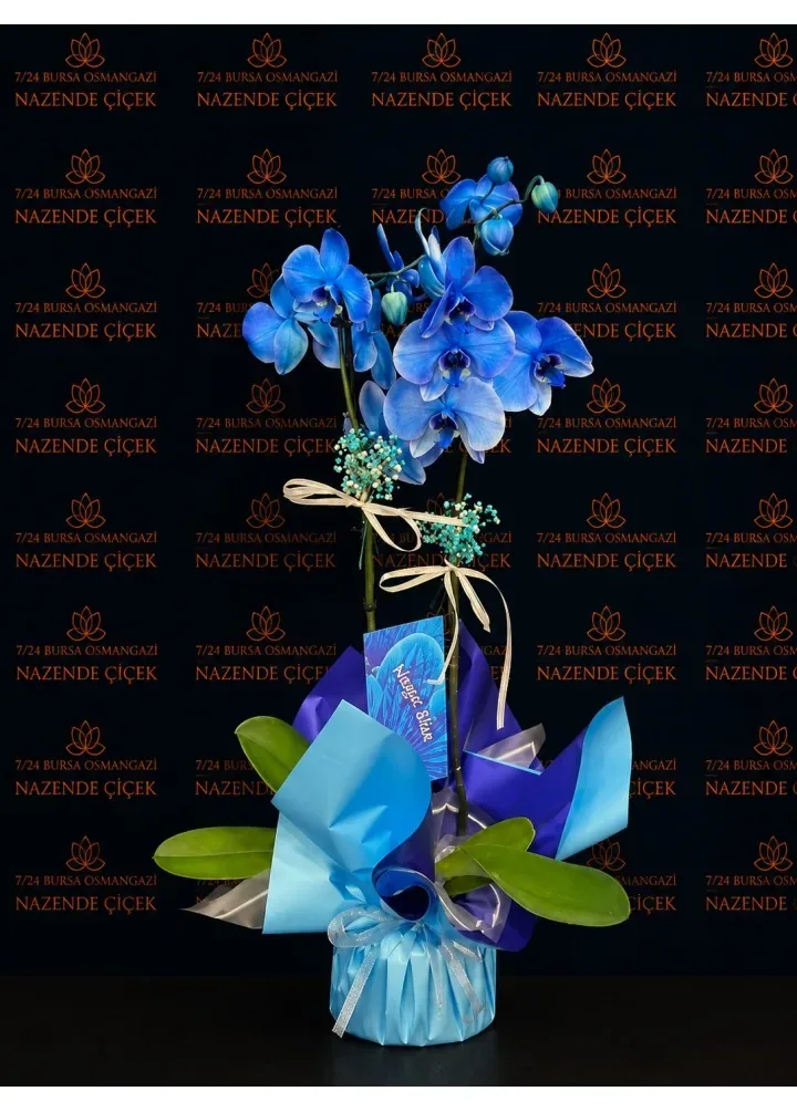 Okyanus Düşü Çift Dal Mavi Phalaenopsis Orkide – Bursa çiçek siparişi